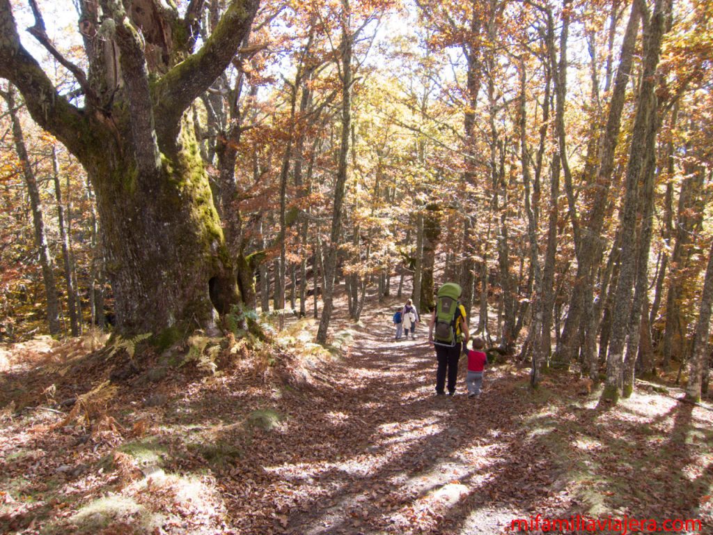 Bosque centenario de Monte Ranedo (foto Manuel Santervás Martín)