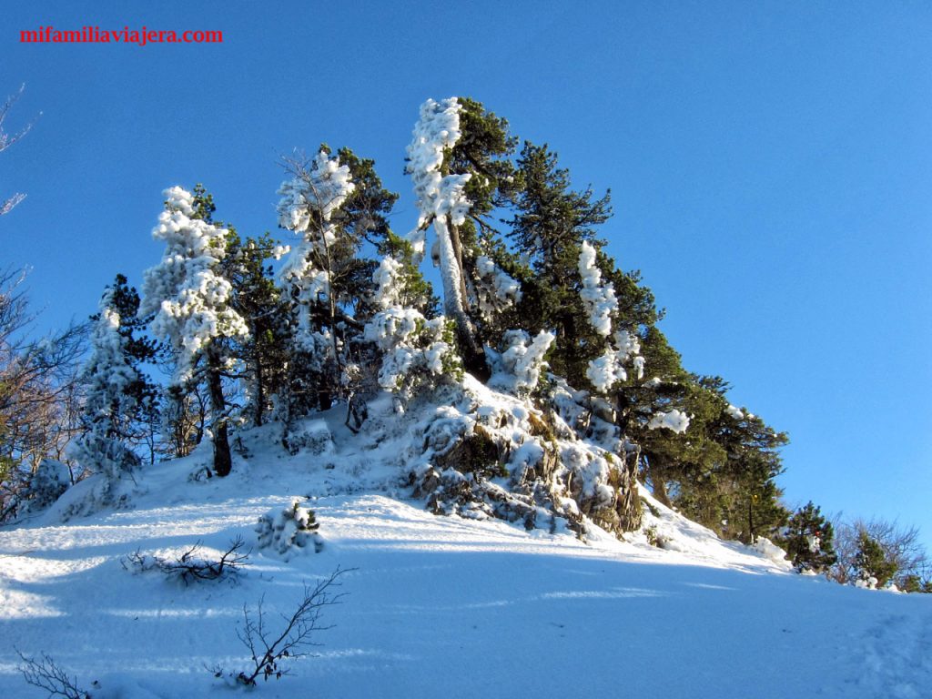 La arboleda se cubre de nieve