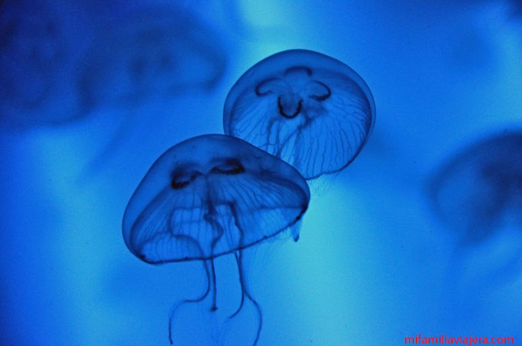 Medusas