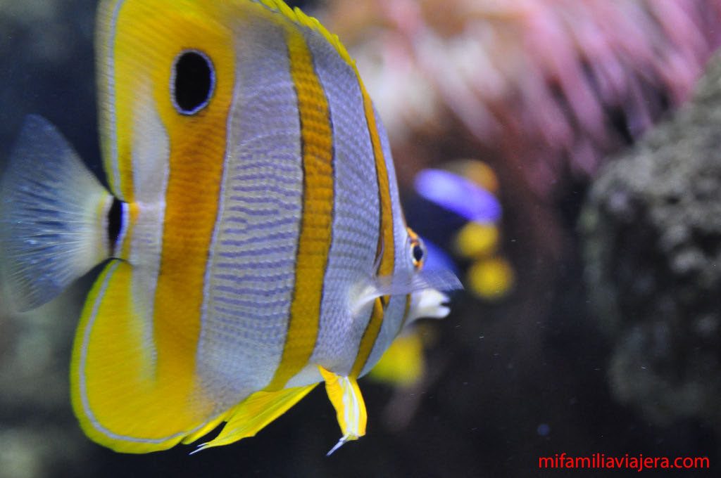 Pez mariposa de nariz alargada del Acuario de Gijón