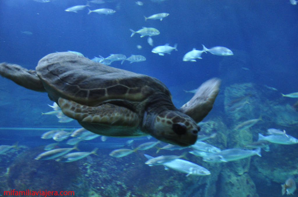 Tortuga Boba del Acuario de Gijón