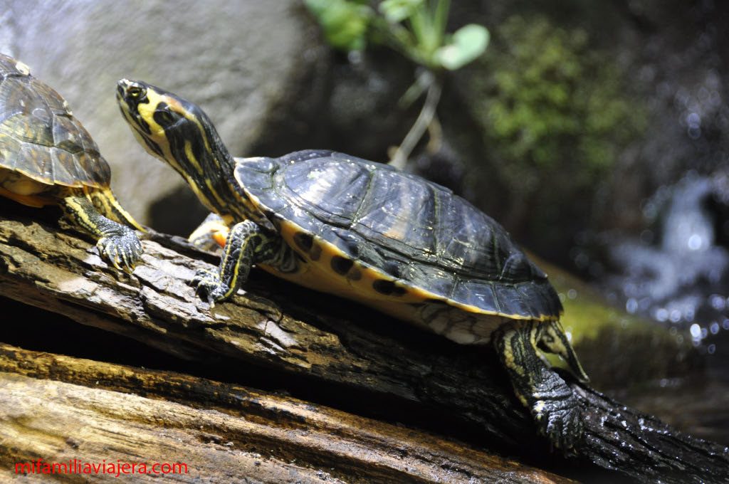 Tortuga de orejas amarillas del Acuario de Gijón