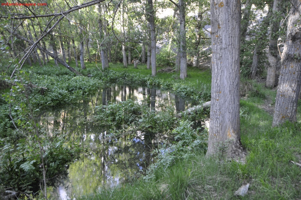 Bosque de ribera