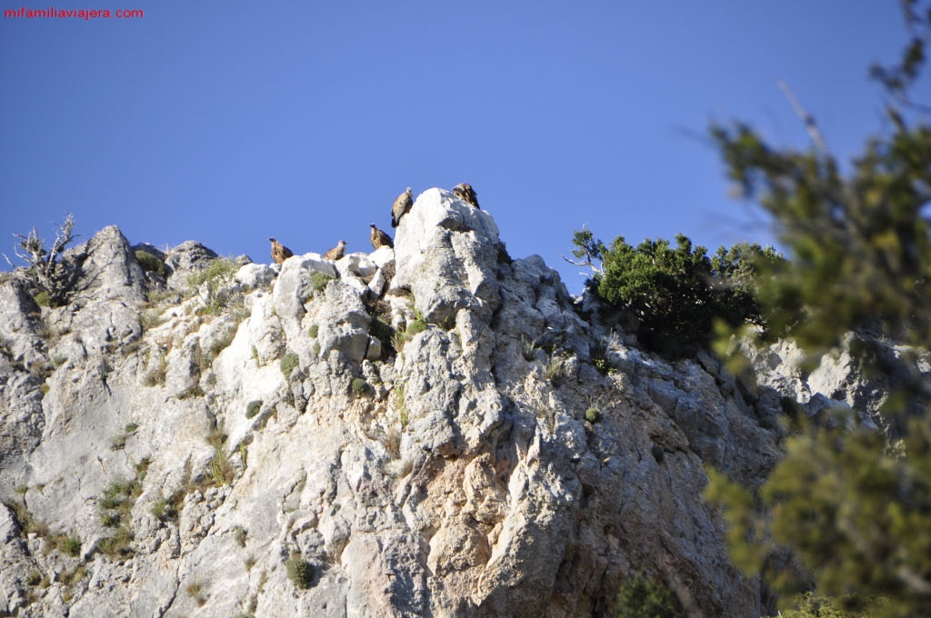 Buitres posados en los farallones