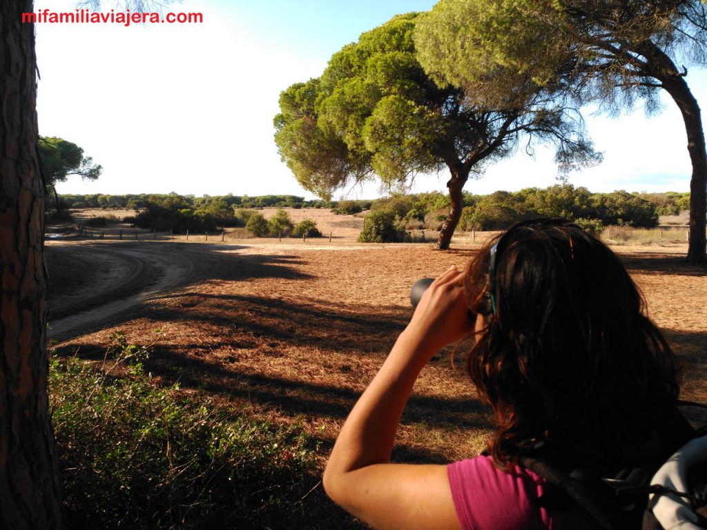 Avistamiento de fauna Espacio Natural Doñana