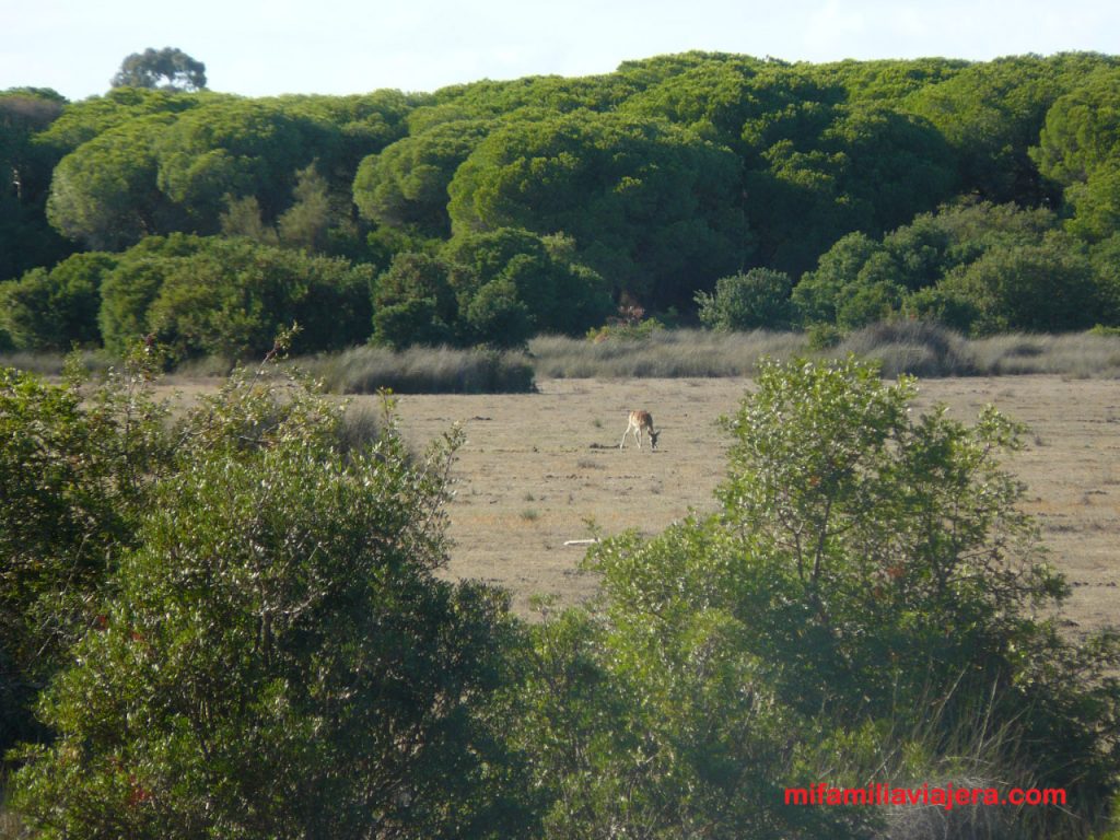 Espacio Natural Doñana en Andalucía