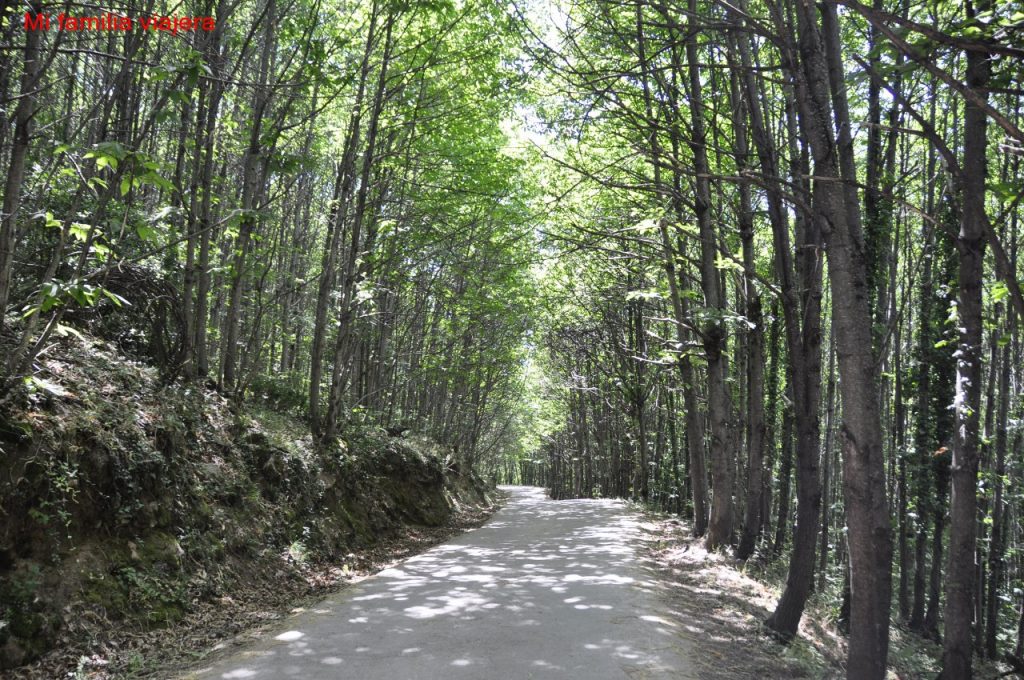 Pista forestal ruta de Los Pilones