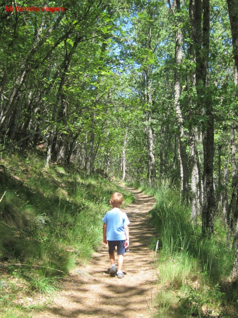 El bosque siempre está presente