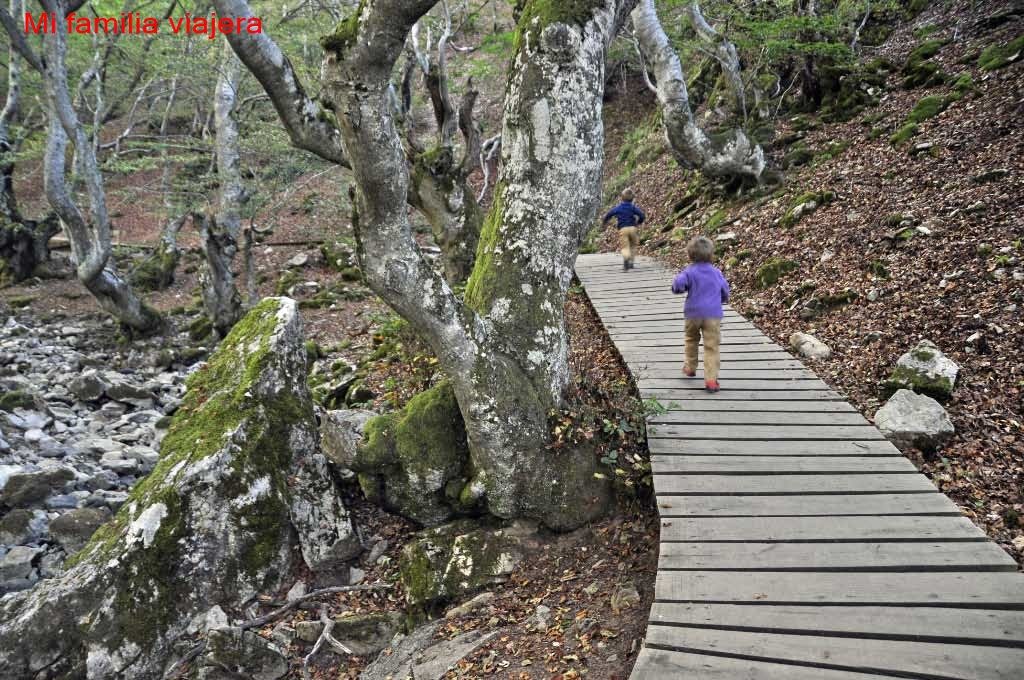 Faedo de Ciñera en otoño