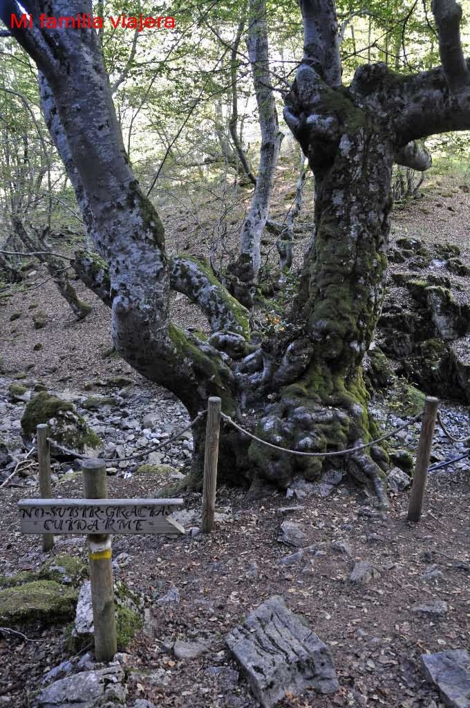 Fagus, haya centenaria del Faedo de Ciñera