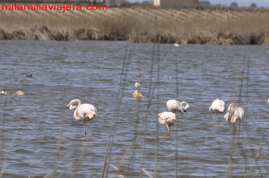 Aves en la Laguna de Navaseca