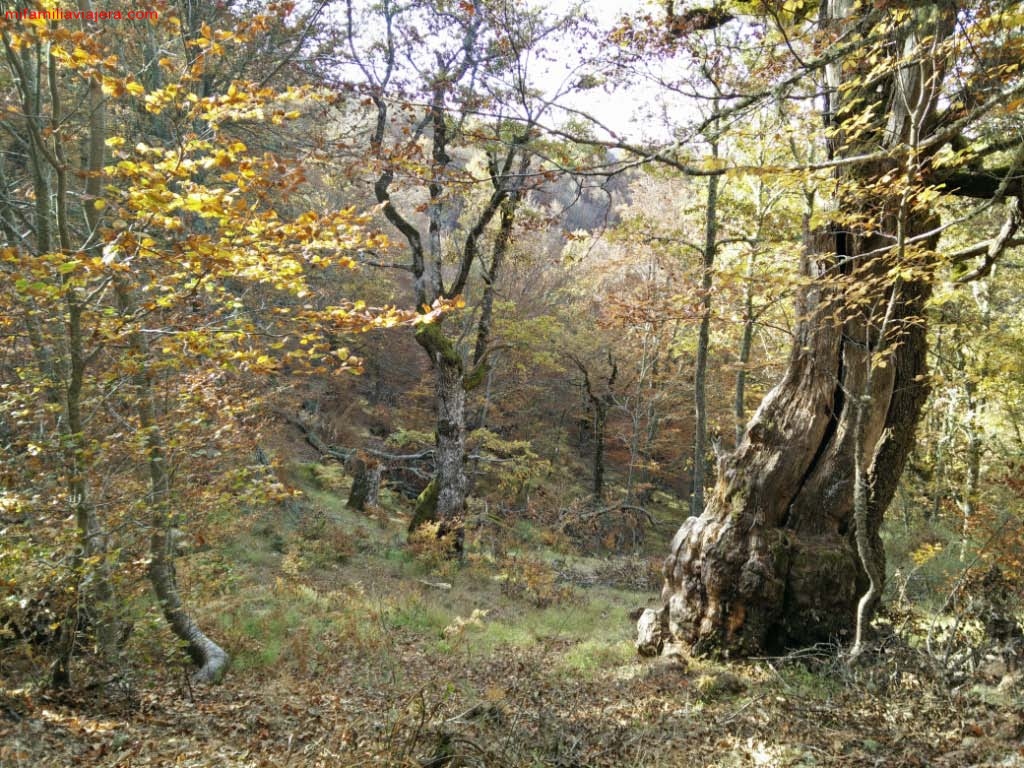 Bosque de Matapiojos, León, Picos de Europa
