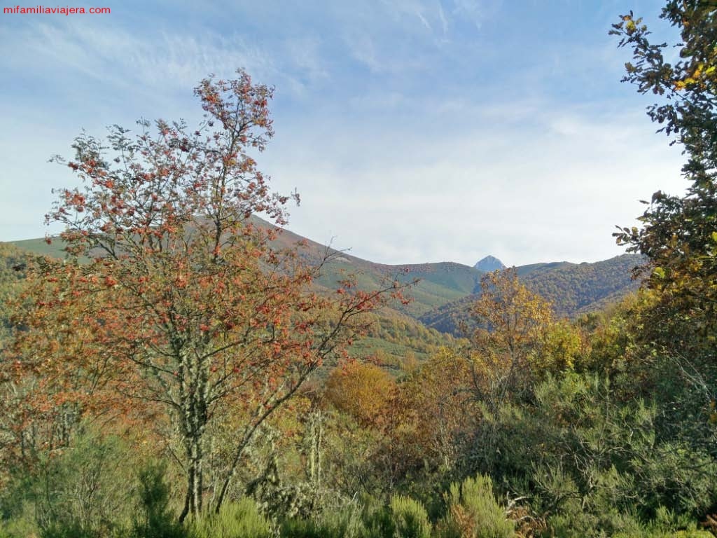 Bosque de Matapiojos, León, Picos de Europa