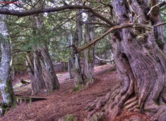 RUTA POR LA TEJEDA DE TOSANDE CON NIÑOS: visitando un bosque milenario Tejos de Tosande