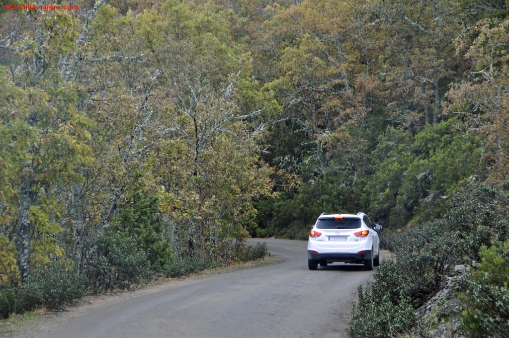Pista forestal de acceso al aparcamiento del Hayedo Tejera Negra