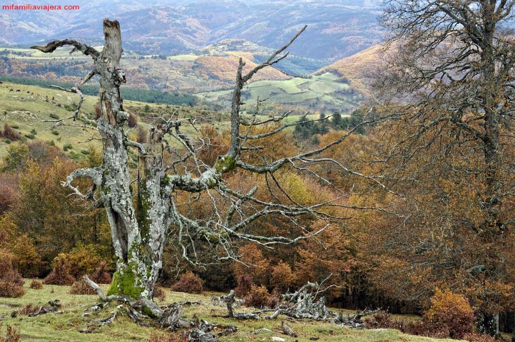 Selva de Irati, Casas de Irati, Virgen de las Nieves, Navarra