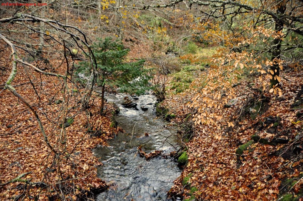 Arroyo en el Hayedo Tejera Negra