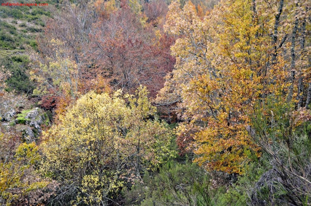 Bosque de robles dentro del Hayedo Tejera Negra