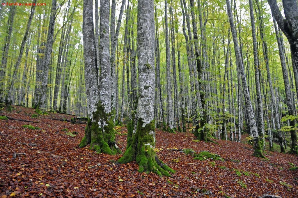 Embalse de Irabia, Selva de Irati, Navarra