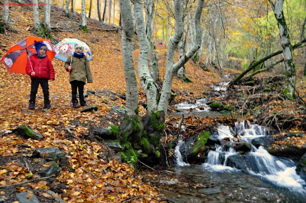 El bosque es precioso