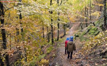 RUTA POR EL HAYEDO TEJERA NEGRA CON NIÑOS El sendero es claro
