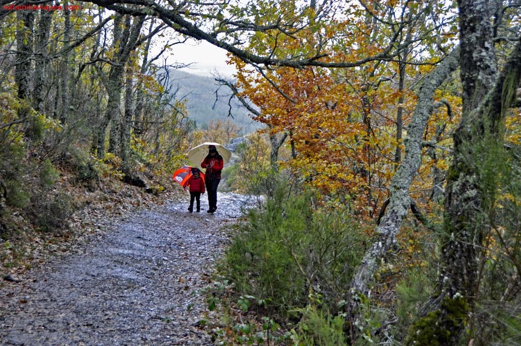 Pista de acceso al Hayedo de la Tejera Negra