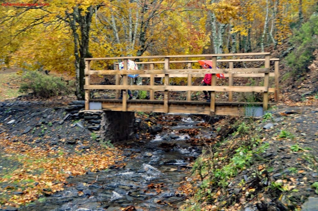 Puente de madera