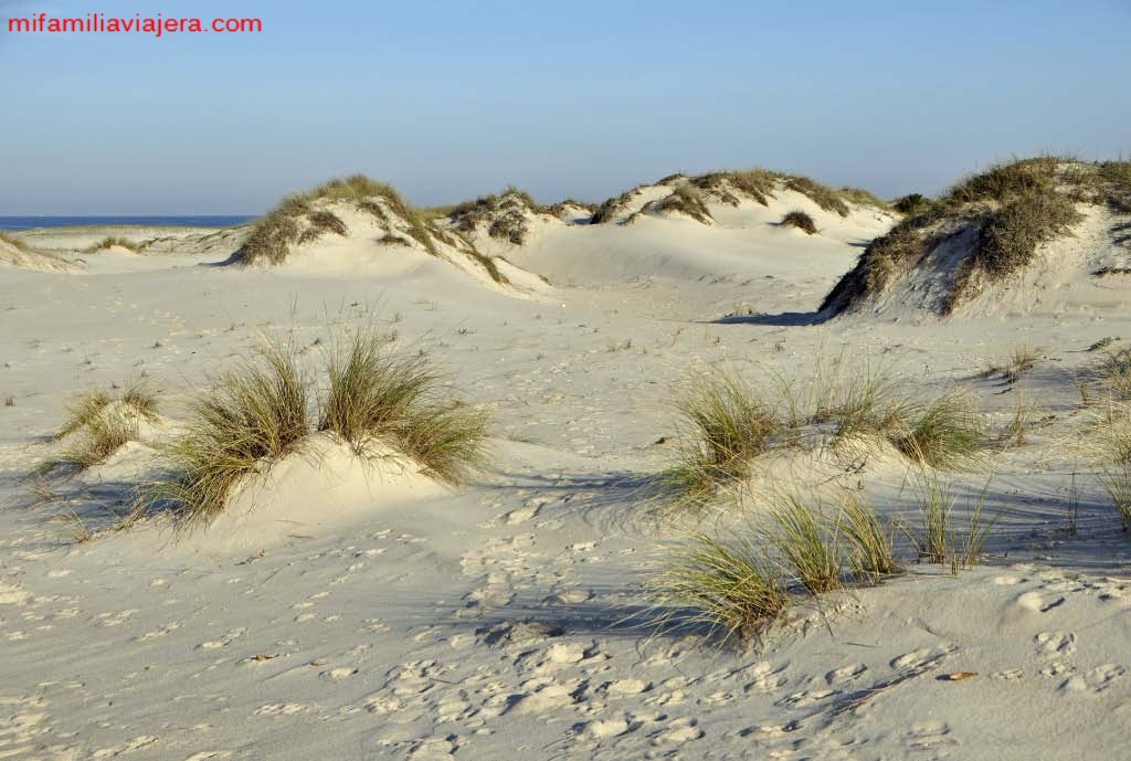 Ecosistema dunar
