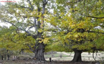 POZO DE LA NIEVE: Senderismo con niños en El Tiemblo Castaños