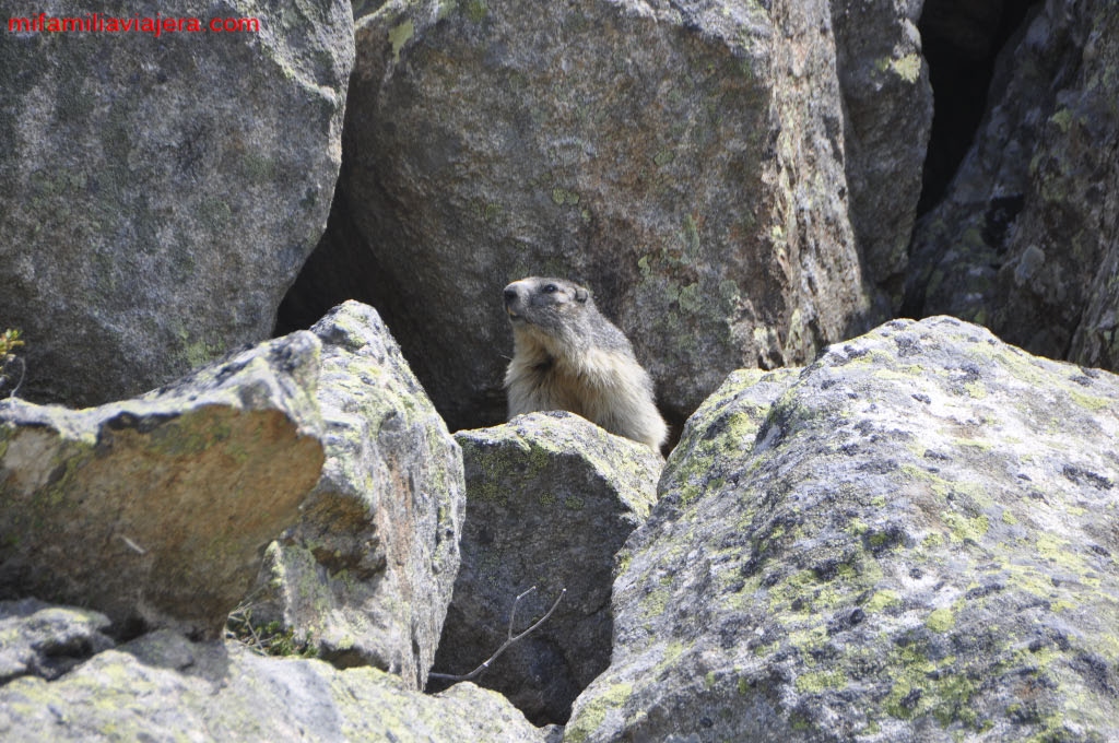 Marmota en Córcega
