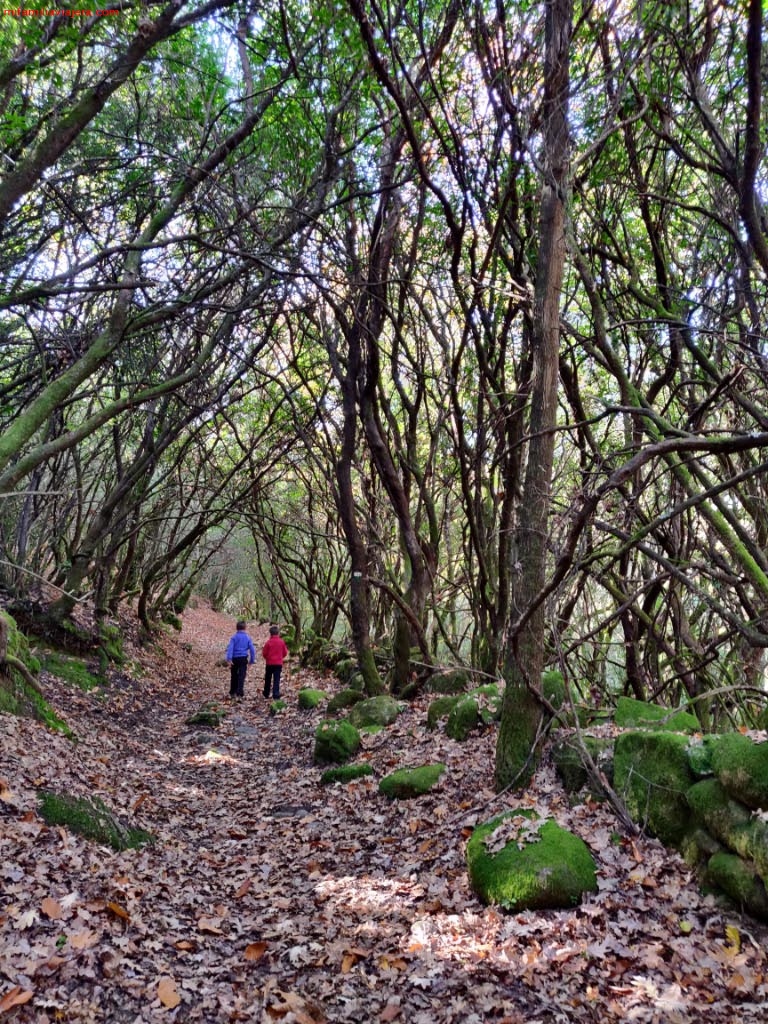 Bosque de madroños