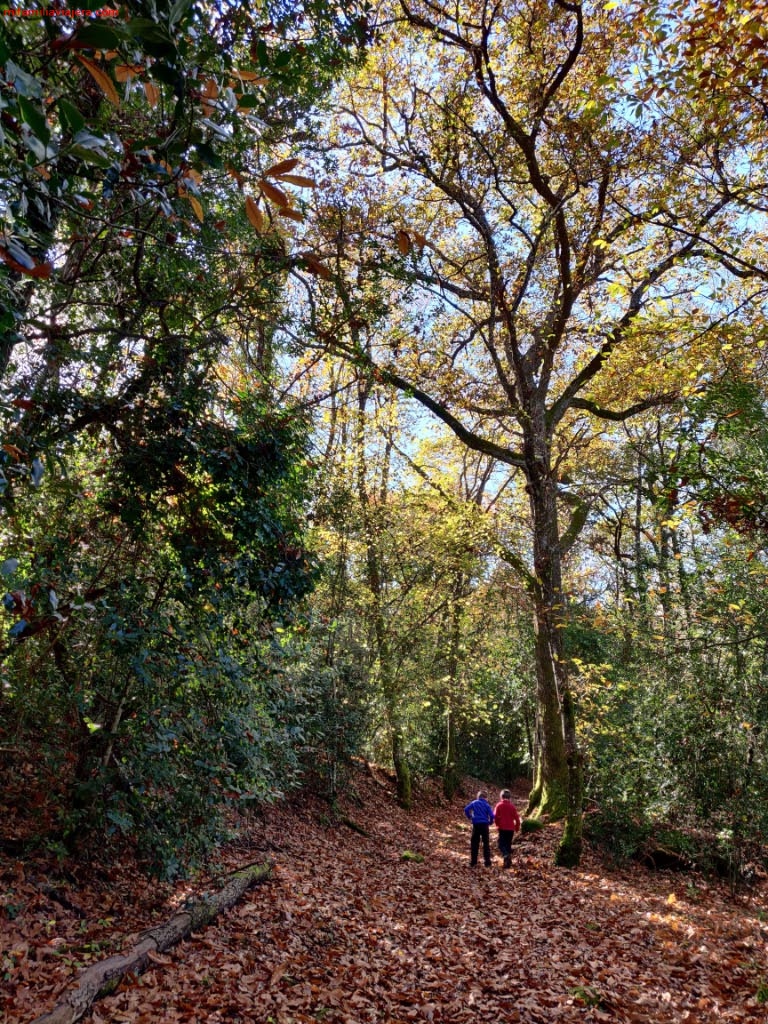 Bosque de robles