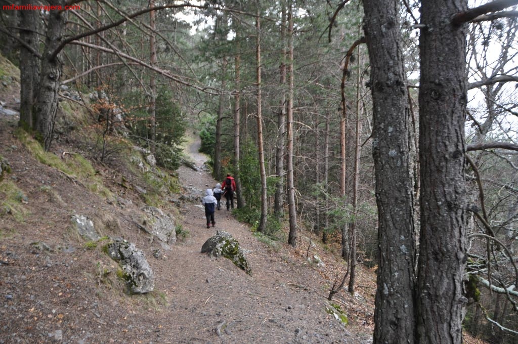 Bosque de coníferas