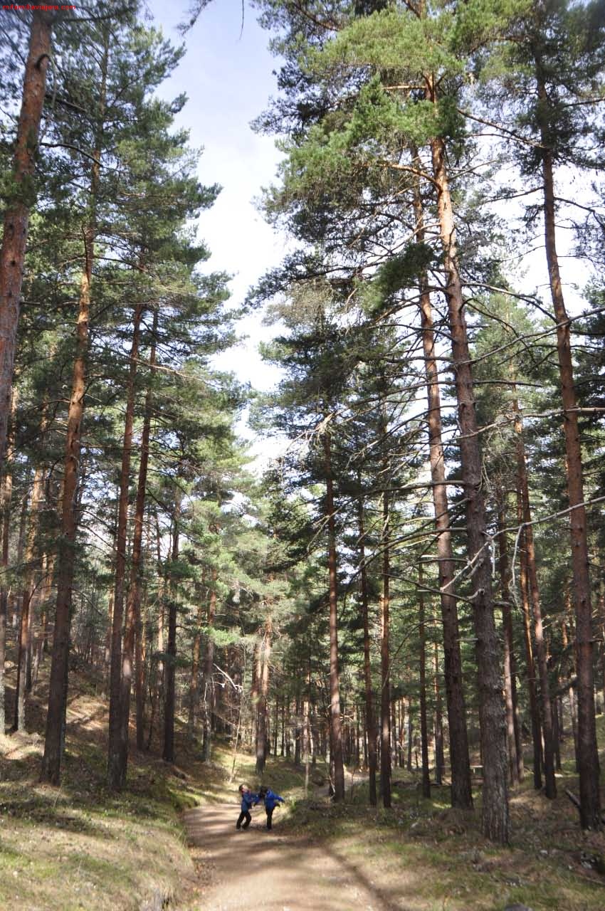 Bosque de pino albar bien conservado