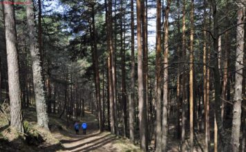 SENDA DEL PINAR DE VELILLA CON NIÑOS Pinar de Velilla