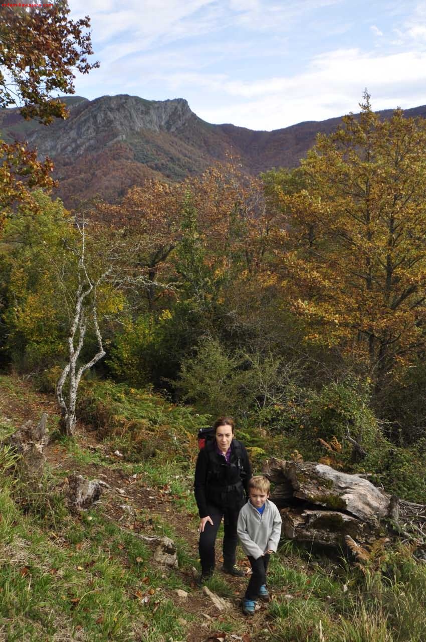 Bosque de haya y robles