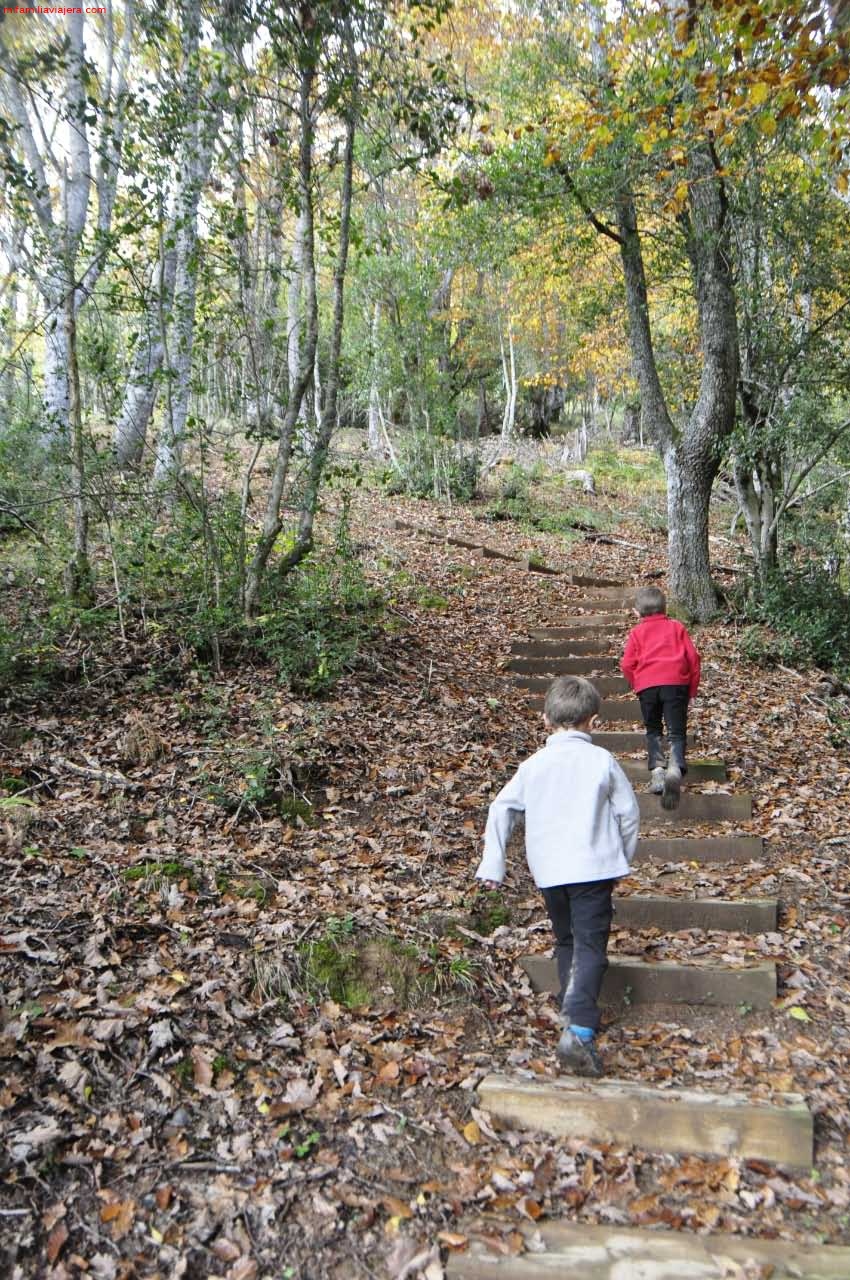 Escalera que facilitan el recorrido por el hayedo