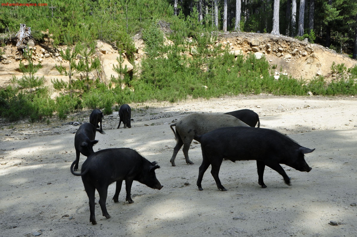 En las inmediaciones de Bastelica es habitual ver cerdos sueltos por la carretera