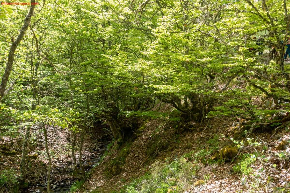 Bosque mixto cantábrico de Montaña de Riaño