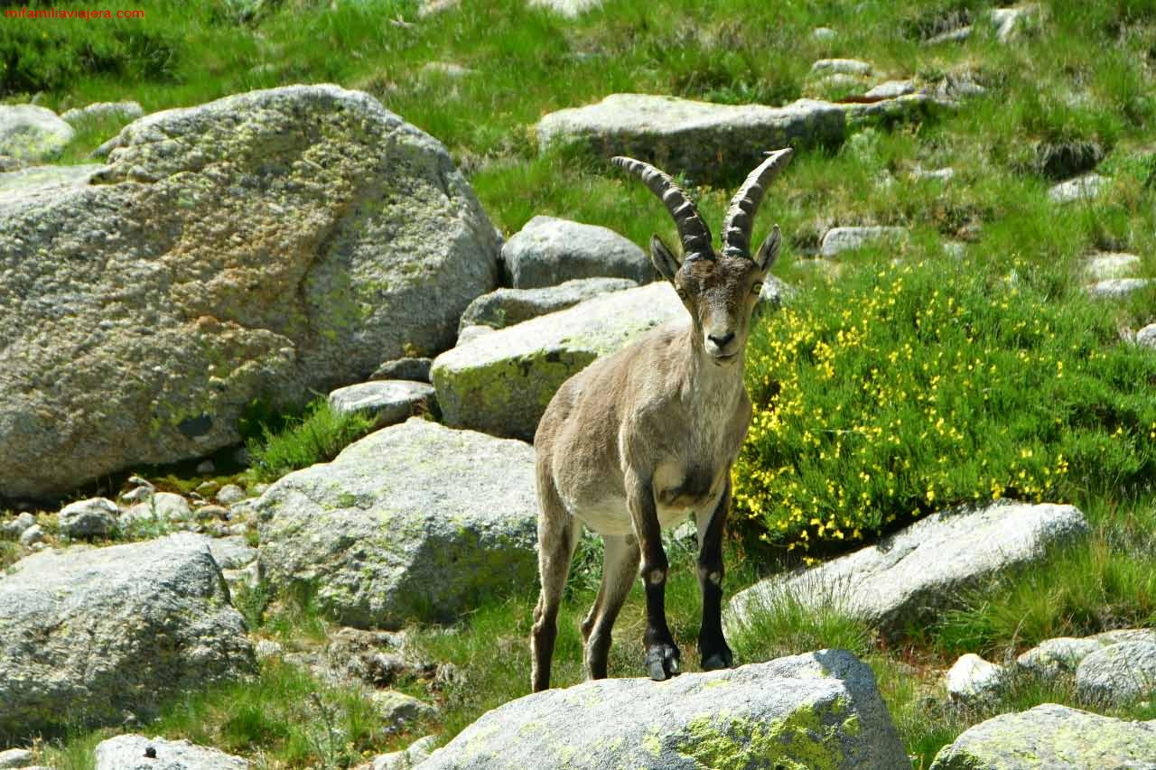 Ejemplar de cabra montés de Gredos