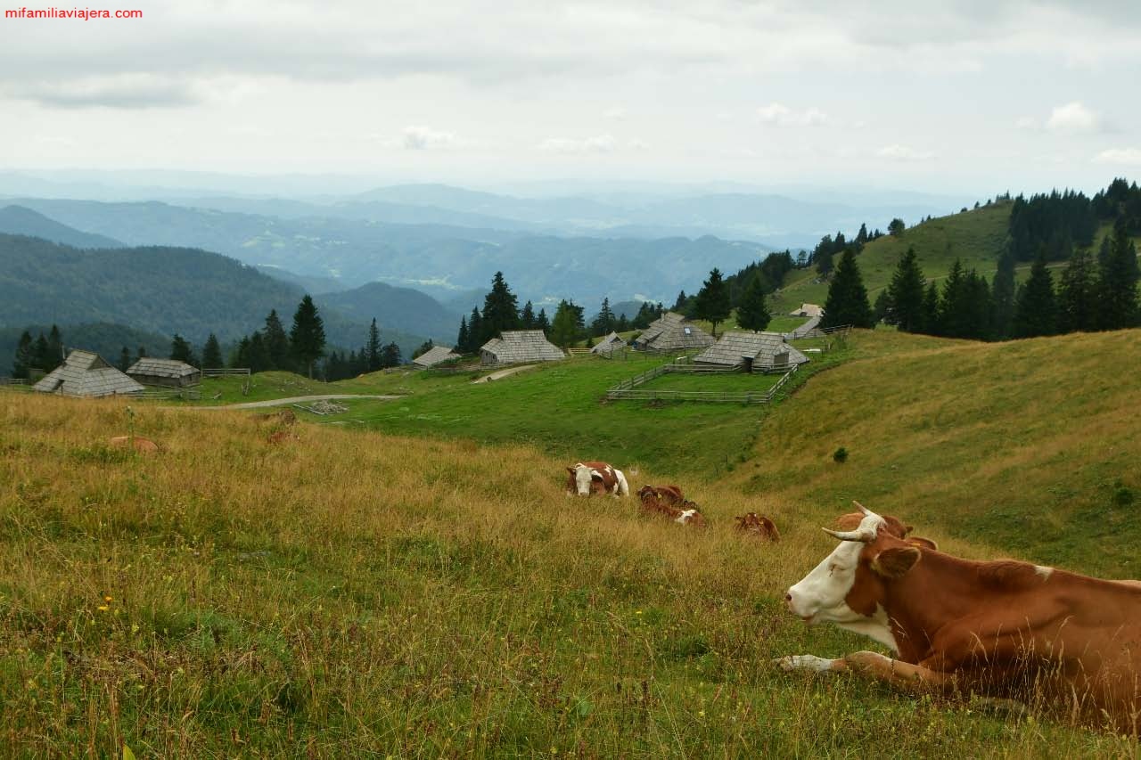 A día de hoy, el ganado sigue subiendo a pastar a Velika Planina