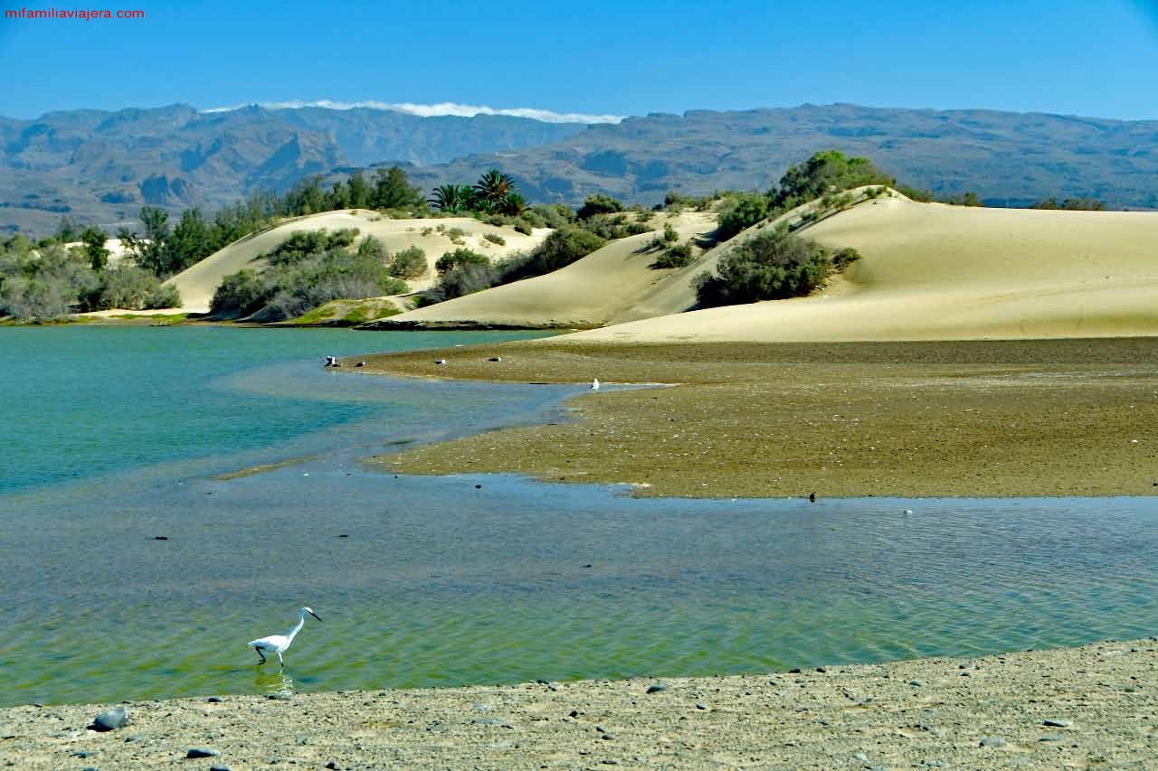 Laguna de agua dulce junto al Faro de Maspalomas en Gran Canaria