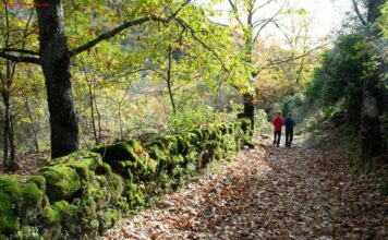 CAMINO DEL BOSQUE DE LOS ESPEJOS EN LAS BATUECAS – SIERRA DE FRANCIA Tramo de ruta del Bosque de los Espejos entre San Martín del Castañar y Las Casas del Conde