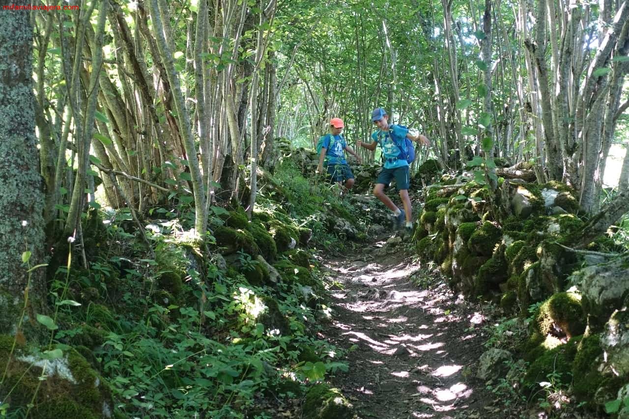 Tramo de sendero por el bosque que une el Collado de Pandébano con los Invernales de Texu