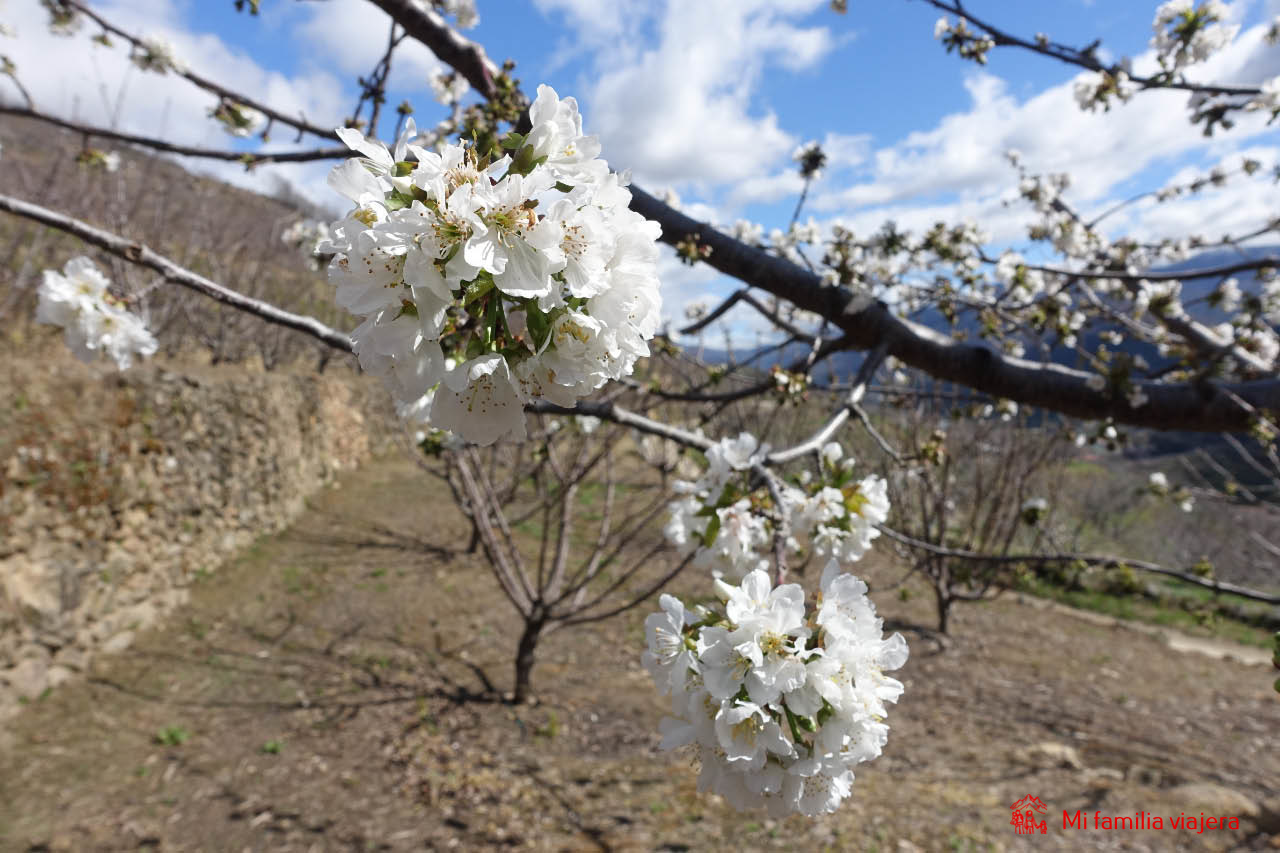 Durante todo el recorrido, los cerezos están presentes