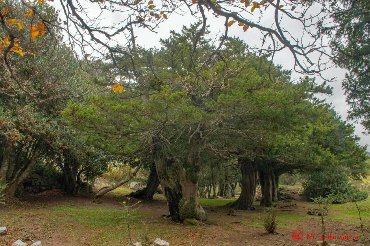 Arboleda de tejos milenarios