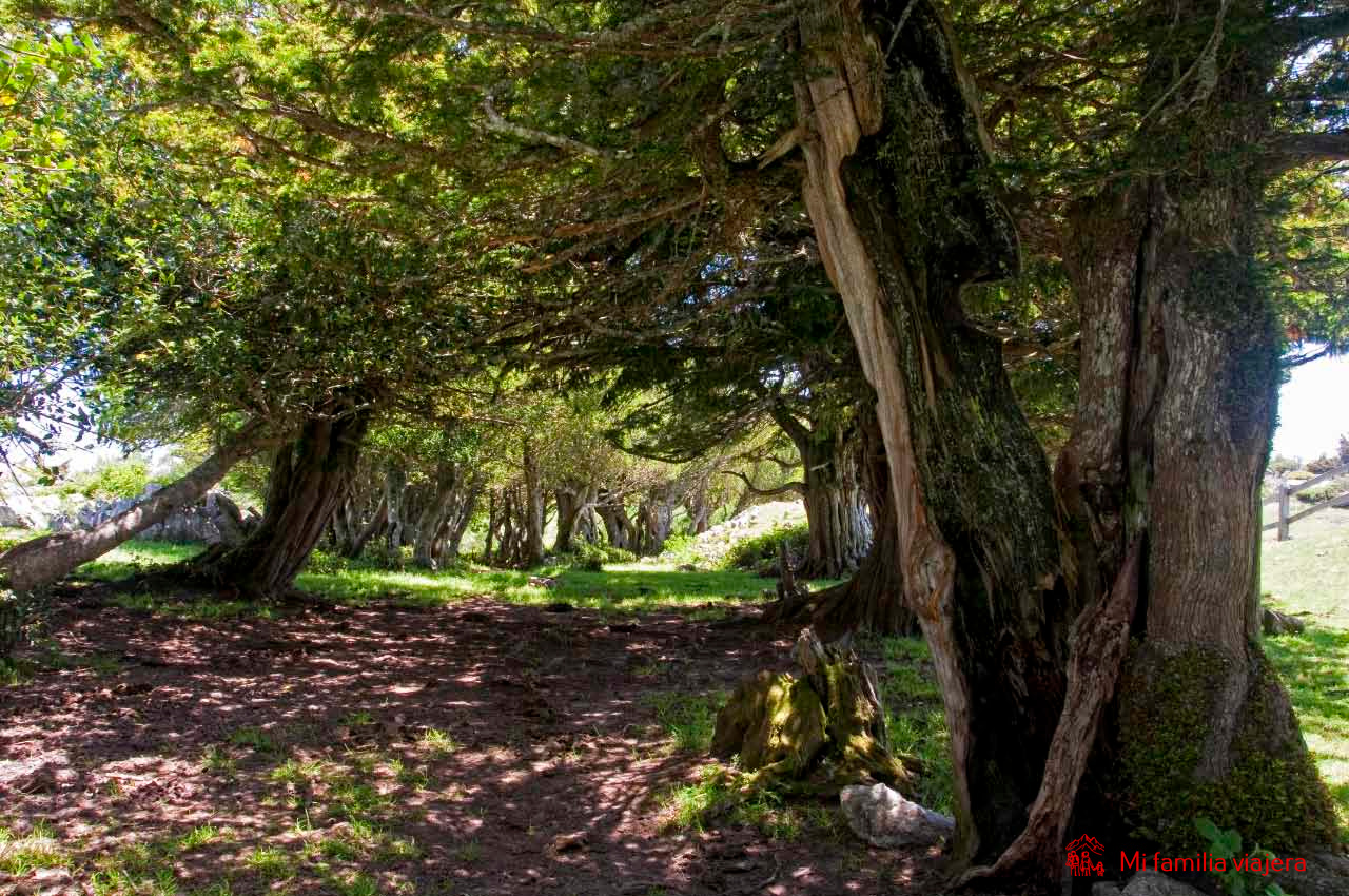Braña de los Tejos