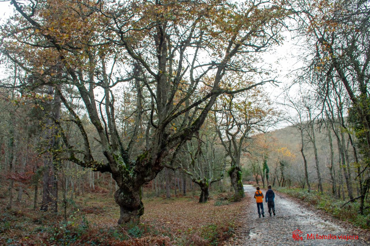 Inicio ruta por el Hayedo de Altube y Las Burbonas