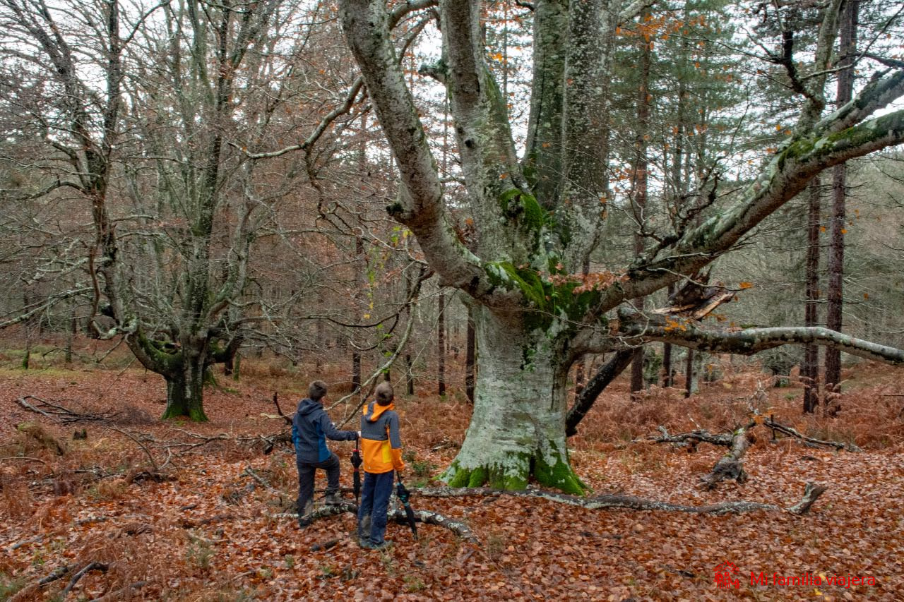 Árboles de hayas vetustas