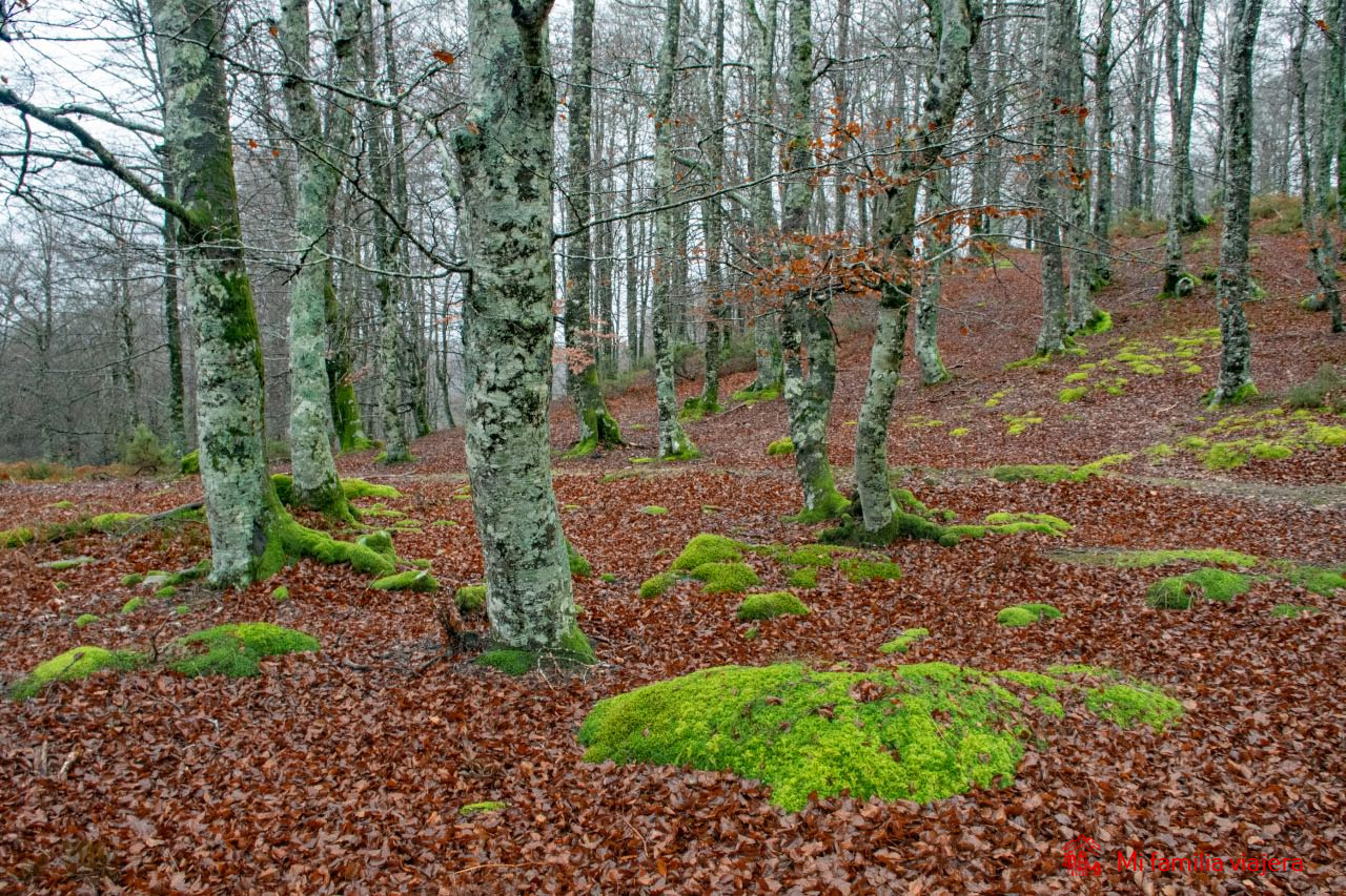 Otoñal hayedo de Altube